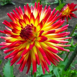 Dahlia Spanish Dancer