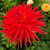 Dahlia Tui Orange
