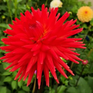 Dahlia Tui Orange