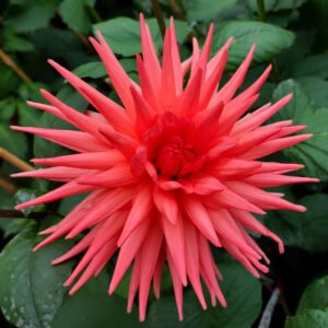 Dahlia Venus Goya