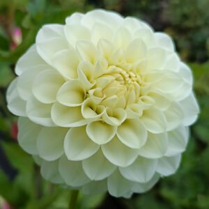 Dahlia White Aster