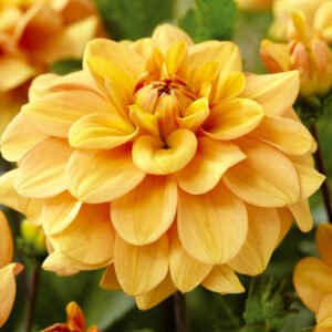 Dahlia Gingersnap
