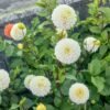 Dahlia Kona