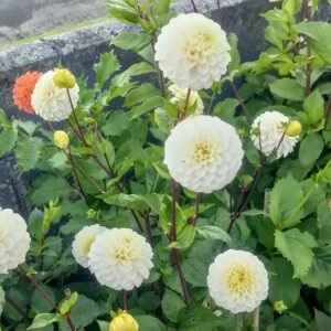 Dahlia Kona