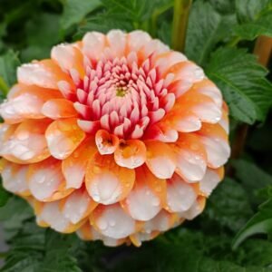 Alternative view of Dahlia Tangerine Dream