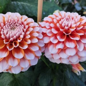 Dahlia Tangerine Dream