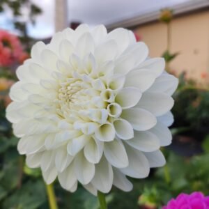 Dahlia Acacia Emily