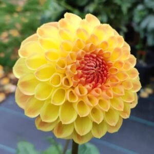 Dahlia Acacia Kylie