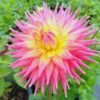 Dahlia Coral Jupiter