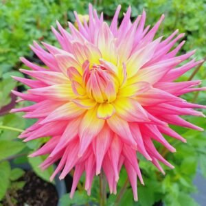 Dahlia Coral Jupiter