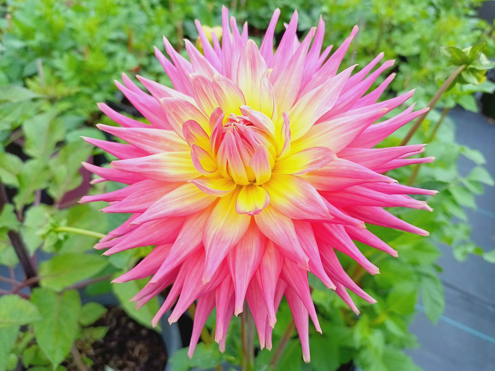 Dahlia Coral Jupiter