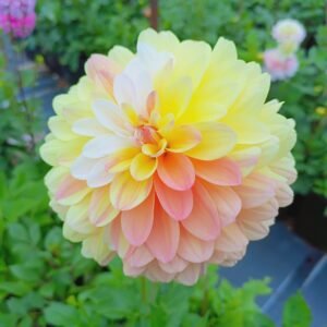 Dahlia Innocent Silence