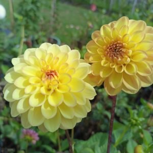 Alternative view of Dahlia Acacia Kylie