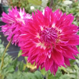 Alternative view of Dahlia Fantaste Du Cap