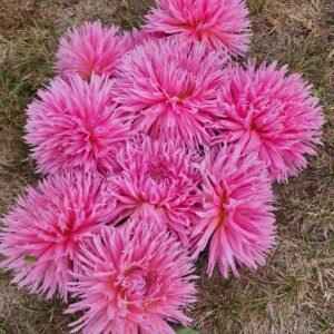 Dahlia Tango's Lacie