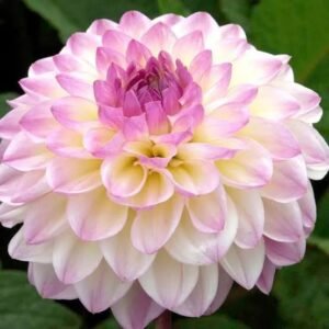Dahlia El Paso
