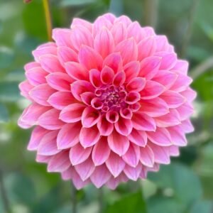 Dahlia Avoca Amanda