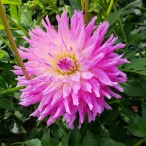 Dahlia HY Enid